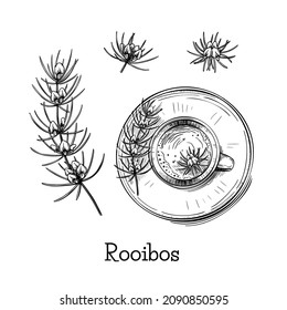 Beautiful Hand Drawn Illustration With Green Rooibos Flower Sketch Tea On Black Background. Vintage Vector Set. White Background. Fresh Healthy Food. Floral Branch Drawing.