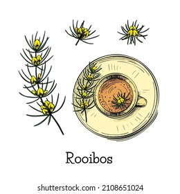 Beautiful Hand Drawn Illustration With Green Rooibos Flower Sketch Tea On Black Background. Vintage Vector Set. White Background. Fresh Healthy Food. Floral Branch Drawing