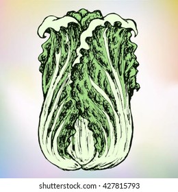 Beautiful hand drawn illustration of iceberg lettuce ingredient for salad  leaf of lettuce leaves for vegetable salad greenery verdure  vegetation foliage healthy fiber