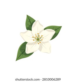 A beautiful hand drawn illustration of a single white apple blossom flower with green leaves on a white background