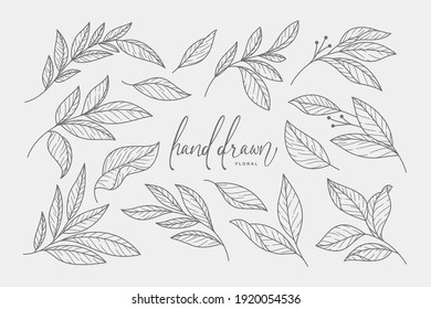 beautiful hand drawn leaves element collection