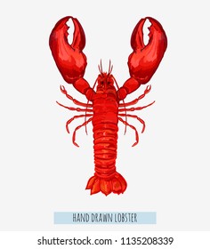 Beautiful hand drawn lobster vector  illustration background  isolated on white background.