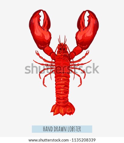 Beautiful hand drawn lobster vector  illustration background  isolated on white background.