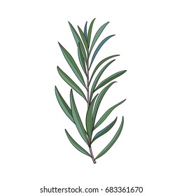 Beautiful hand drawn melaleuca twig, branch,floral decoration element, sketch vector illustration isolated on white background. Hand drawing of beautiful melaleuca twig, floral decoration element