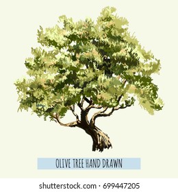 Beautiful hand drawn olive tree  isolated on white background. Vector illustration.