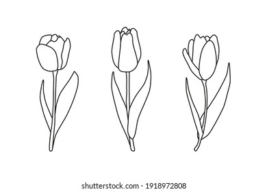 Beautiful hand drawn outline spring tulip flowers isolated on white background. Seasonal floral illustration. Black contour silhouettes.