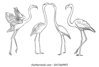 Beautiful hand drawn outline vector illustration with flamingo. Isolated on white background. 