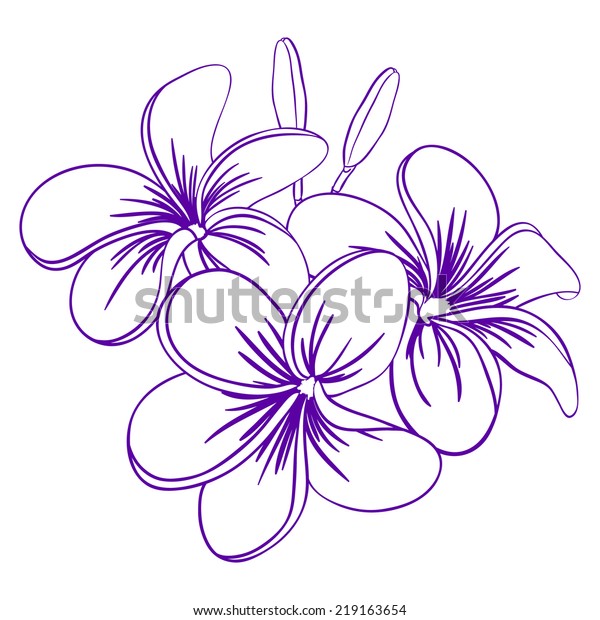 Beautiful Hand Drawn Plumeria Flowers Pretty Stok Vektör (Telifsiz