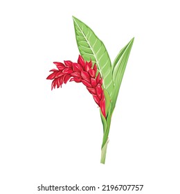 Beautiful hand drawn Red ginger flower botanical with leaf,  white background. vector illustration  print for textile web and paper print.