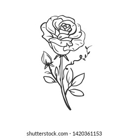 Beautiful hand drawn rose in old school style. Vector illustration of rose isolated on white. Hand drawn vector floral sketch. 