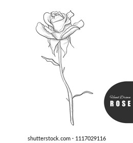 Beautiful hand drawn rose. Vector illustration. Great for greeting cards, backgrounds, wedding invitations