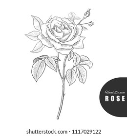 Beautiful hand drawn rose. Vector illustration.Great for greeting cards, backgrounds, wedding invitations