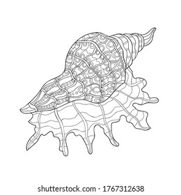 Beautiful hand drawn seashell with small and middle pattern on white isolated background. Summer ocean object. For coloring book pages.