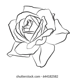 Beautiful hand drawn sketch rose, isolated black contour on white background. Botanical silhouette of flower Vector illustration.