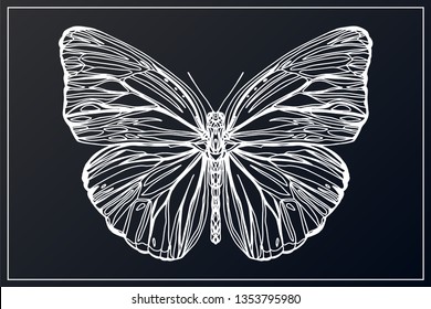 Beautiful hand drawn sketching butterflies pattern vector illustration. Figure in the style of boho. Isolated image.