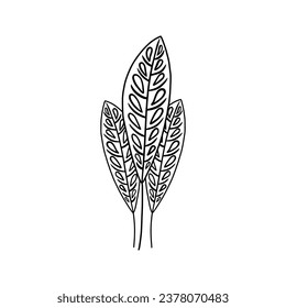 the beautiful hand drawn of tree branches with leaves on white background vector illustration