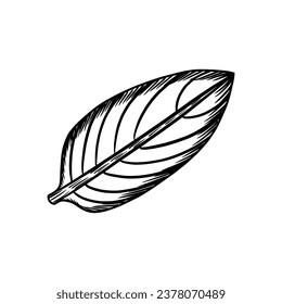 the beautiful hand drawn of tree branches with leaves on white background vector illustration