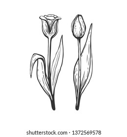 Beautiful hand drawn tulips on white background. Vector floral illustration with two hand sketched tulip flowers isolated on white.