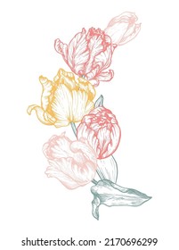 Beautiful hand drawn vector composition with tulip flowers in gentle palette.