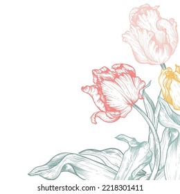 Schöne, handgezeichnete VektorEckzusammensetzung mit Tulpenblumen in sanfter Farbpalette.