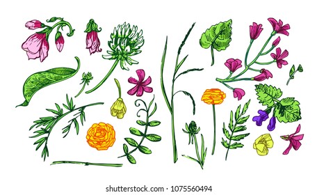 Beautiful hand drawn vector illustration floral pattern. Boho style flowers for your design. 