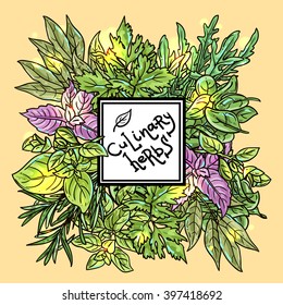 Beautiful hand drawn vector  illustration of culinary herbs
