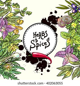 Beautiful hand drawn vector  illustration of culinary herbs and spices