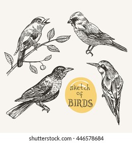 Beautiful hand drawn vector  illustration set of birds. Sketch style drawing. Use for t-shirts, print, poster, postcard, wedding invitations.