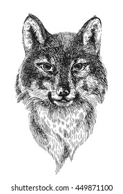 Beautiful hand drawn vector illustration portrait of wolf. Engraving style.