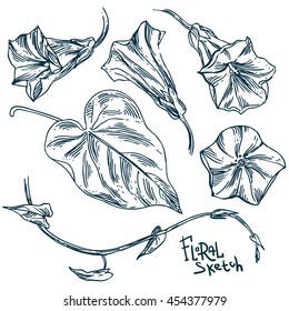 Beautiful hand drawn vector illustration sketching of wildflowers. Boho style floral drawing. Use for postcards, print for t-shirts, posters, wedding invitation, tissue, linens