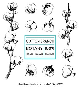 Beautiful hand drawn vector illustration sketching of cotton branch. Vintage style. Use for postcards, print for t-shirts, posters, wedding invitation, tissue, linens