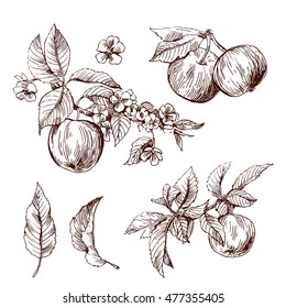 Beautiful hand drawn vector illustration sketching of apples. Engraving style floral drawing. Use for postcards, print for t-shirts, posters, wedding invitation, tissue, linens