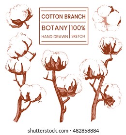Beautiful hand drawn vector illustration sketching of cotton branch. Vintage style. Use for postcards, print for t-shirts, posters, wedding invitation, tissue, linens