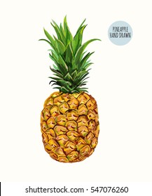 Beautiful hand drawn vector illustration background with pineapple, isolated om white background.