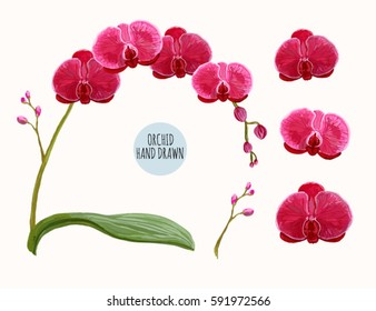Schöne handgezeichnete Vektorgrafik mit orchiden Blumen auf weißem Hintergrund. Böhmische Dekoration, Boho-Stil für Grußkarte, Hochzeit, Geburtstag.