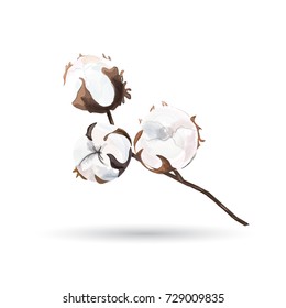 Beautiful hand drawn vector illustration of cotton branch. Vector illustration in watercolor style. Cotton branch isolated on a white background