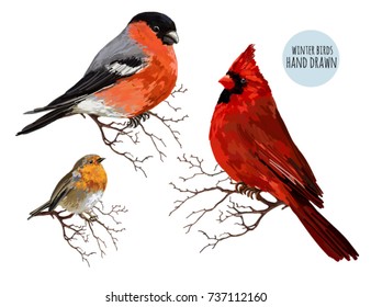 Beautiful hand drawn vector illustration with winter birds bullfinch, robin bird, red cardinal. Isolated on white background.