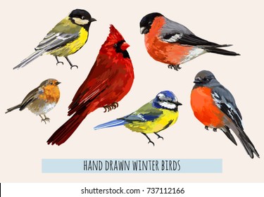 Beautiful hand drawn vector illustration with winter birds bullfinch, robin bird, red cardinal, blue bird. Isolated on white background.