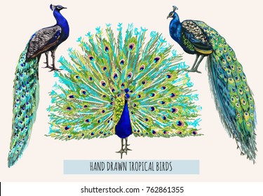 Beautiful hand drawn vector illustration set  with peacock. Perfect for wallpapers, web page backgrounds, surface textures, textile. Isolated on white background.