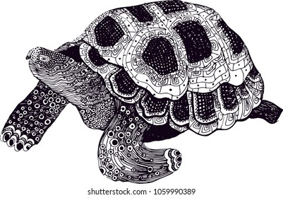 Beautiful hand drawn vector sea turtle  illustration, isolated 