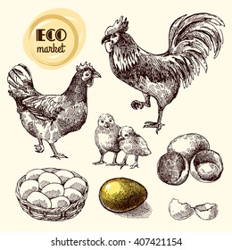 Beautiful hand drawn vector sketch illustration chicken. Eco market.