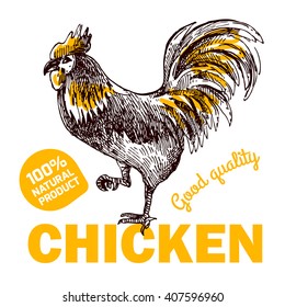 Beautiful hand drawn vector sketch illustration chicken. Eco market.