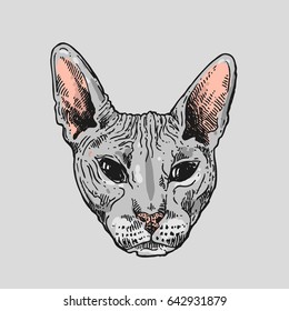 Beautiful hand drawn vector sketch portrait of bald cat. Tattoo style.