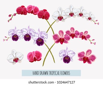 Beautiful hand drawn vintage  set with orchid flowers,  phalaenopsis orchid. Realistic vector botanical illustration for design. Iisolated on white background.