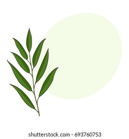 Beautiful hand drawn willow tree twig, branch, decoration element, sketch vector illustration with space for text.