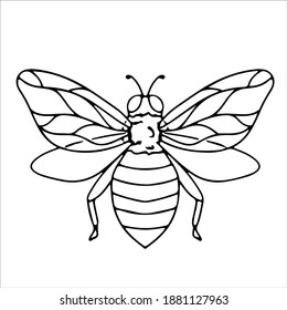 beautiful hand-drawn bee in doodle style. insect. natural bee honey. Vector illustration isolated on white background.