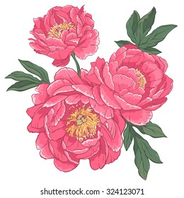 Beautiful hand-drawn bouquet of bright peonies. Vector illustration