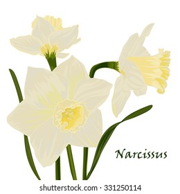 Beautiful hand-drawn bouquet of daffodils in a natural color. Easy editable vector illustration.