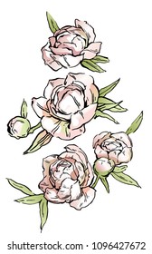 Beautiful hand-drawn bouquet of pink peonies. Vector illustration