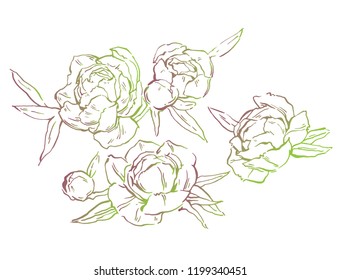 Beautiful hand-drawn bouquet of pink peonies. Vector illustration